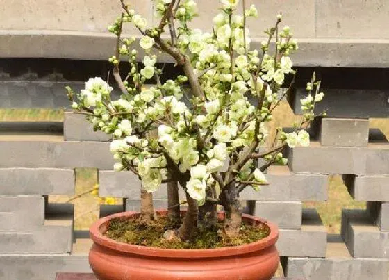 植物价格|四季海棠多少钱一盆