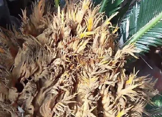 功效常识|铁树花的功效与作用