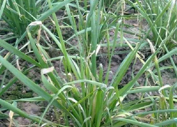 植物浇水|韭菜几天浇一次水 春夏秋冬各不同