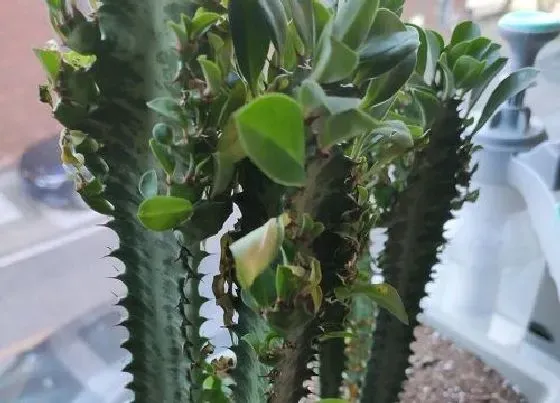植物百科|跟龙骨花很像的植物