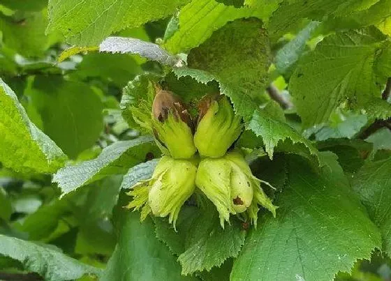 果实成熟|榛子什么季节成熟 成熟的季节是几月份