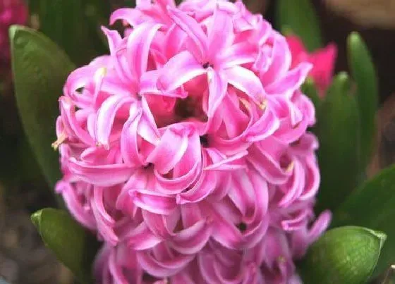 花语|粉色风信子花语及代表意义