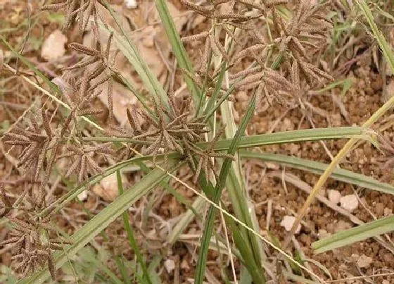 植物排行|莎草科植物有哪些