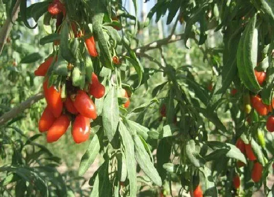 种植管理|枸杞摘心打顶时间与方法