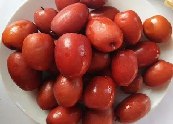 功效常识|鲜红枣的功效与作用及食用方法