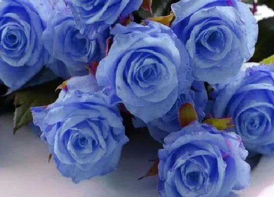 花语|碎冰蓝的花语是什么意思