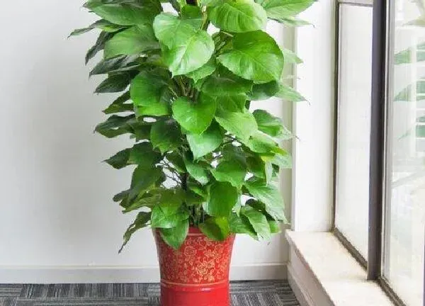 植物浇水|大绿萝多久浇一次水