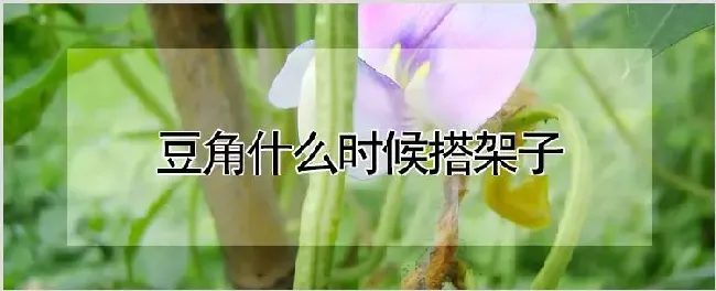 豆角什么时候搭架子 | 养殖技术