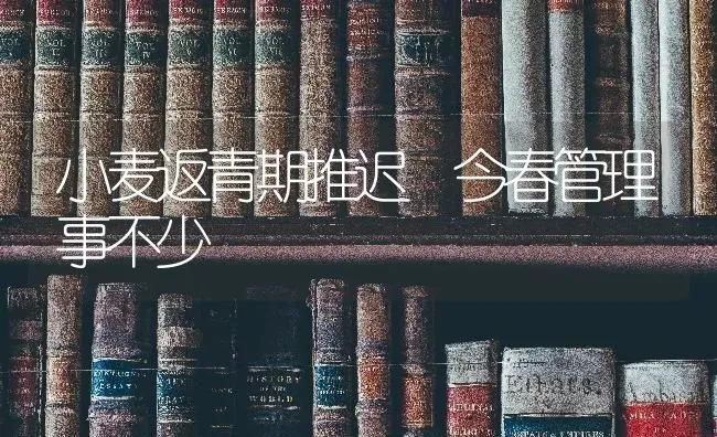 小麦返青期推迟 今春管理事不少 | 粮油作物种植