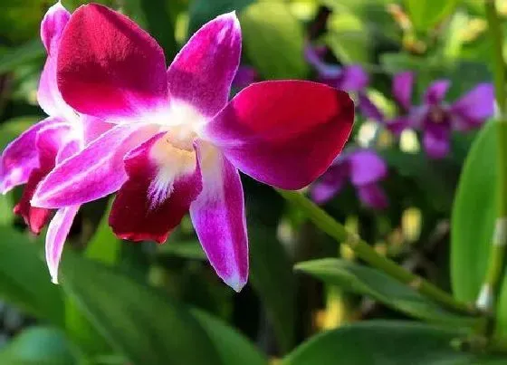 花卉百科|兰花是哪个市的市花