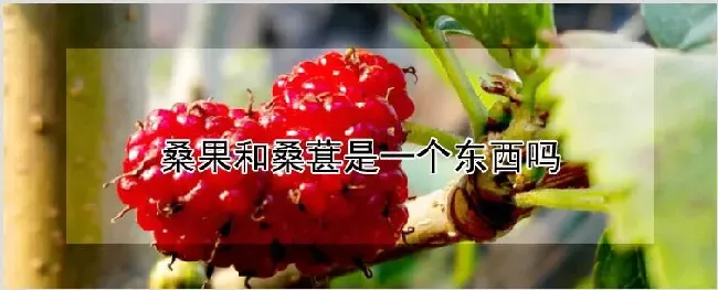 桑果和桑葚是一个东西吗 | 种植资料