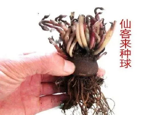 种球|仙客来种球怎么保存 种球保存方法