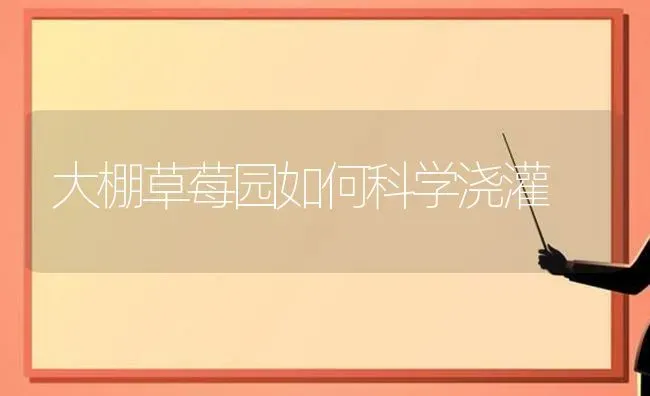 大棚草莓园如何科学浇灌 | 瓜果种植