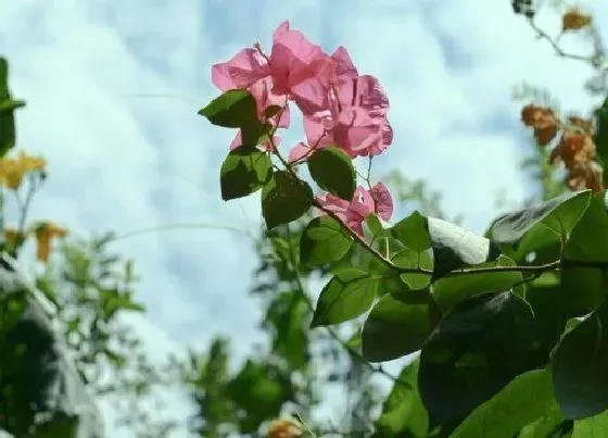 开花时间|八角梅什么时候开花