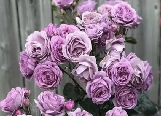植物种类|微蓝月季是藤本还是灌木