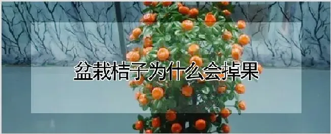 盆栽桔子为什么会掉果 | 农业科普