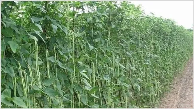 豆角种植有前景吗？豆角怎么种植 | 养殖技术