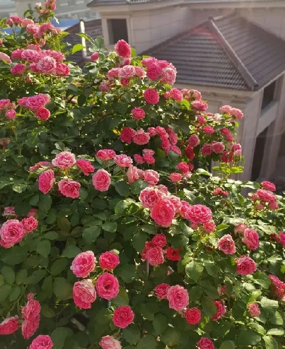 植物百科|藤本胭脂扣月季花优缺点（耐寒耐晒四季开花胭脂扣长多高）