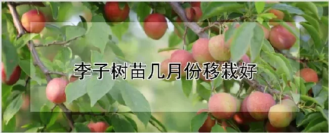 李子树苗几月份移栽好 | 养殖技术