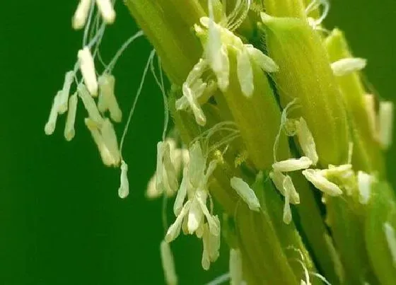 植物百科|稻子开花吗 开花什么样子