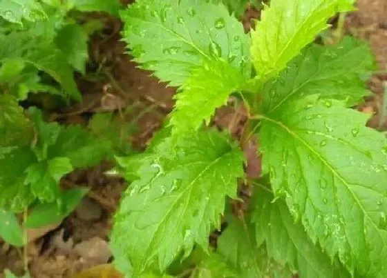 植物百科|片仔癀是什么植物