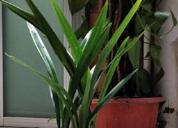 养殖方法|墨兰怎样养护才能开花（刚栽种墨兰养殖方法和注意事项）