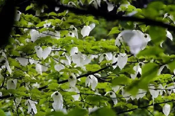 植物百科|珙桐是什么植物类别 属于什么科植物