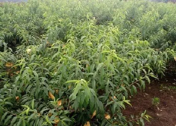 植物百科|桃树耐阴吗
