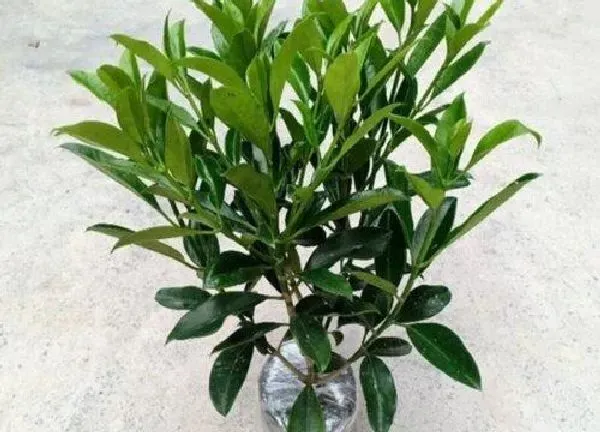 植物浇水|非洲茉莉多久浇一次水