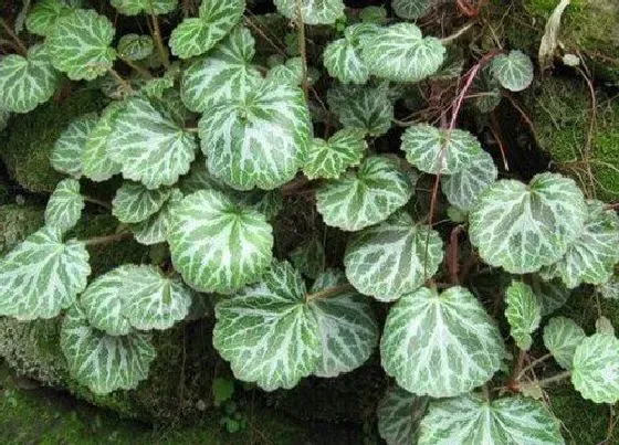 植物百科|虎耳草长在什么地方