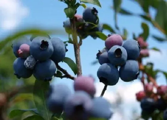 植物施肥|蓝莓用什么肥料最好