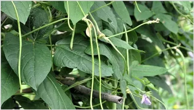 豆角种植有前景吗？豆角怎么种植 | 养殖技术