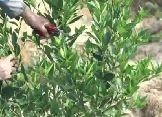 植物修剪|橘子树剪枝能插活吗 剪下的橘子树枝扦插方法