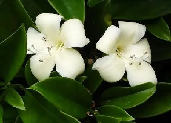 植物寓意|茉莉的寓意和象征风水