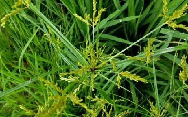 植物百科|三棱草和香附子的区别