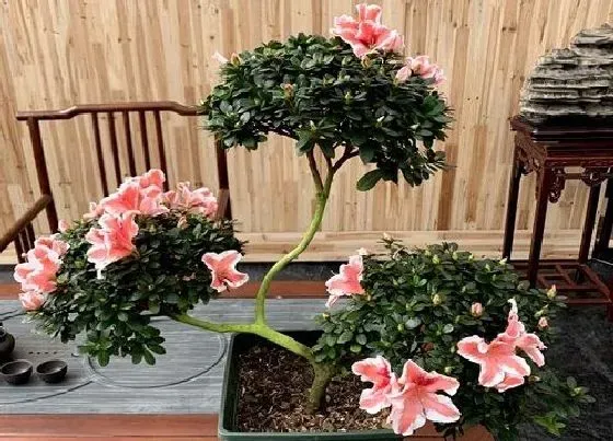 种植土壤|映山红配土方法与种植土壤