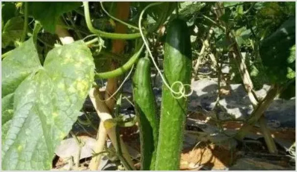 黄瓜为何要选用黑籽南瓜做砧木？黄瓜嫁接有哪些方法？ | 植物病害