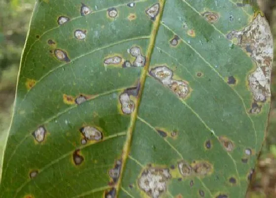 植物虫害|油茶病虫害防治方法与技术措施