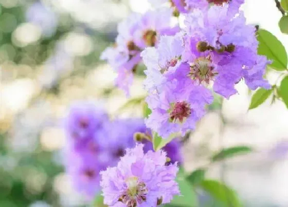 植物繁殖|紫薇树怎么繁殖方法和注意事项