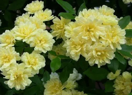 不开花|香如蜜不开花怎么回事 不开花的原因及处理方法