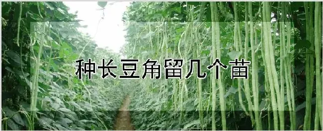 种长豆角留几个苗 | 种植资料