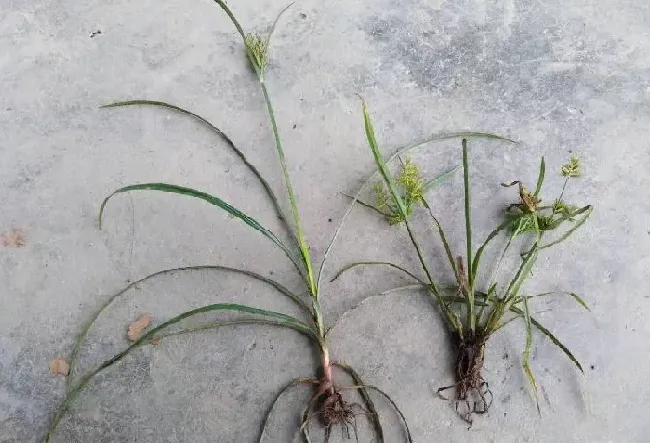 植物百科|三棱草和香附子的区别
