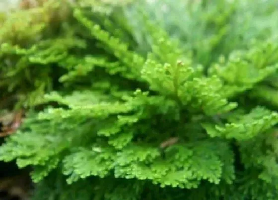 植物百科|还魂草生长在什么地方