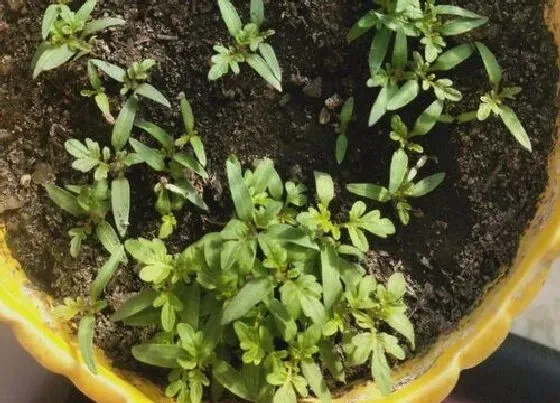 种植管理|圣女果打顶时间及方法步骤