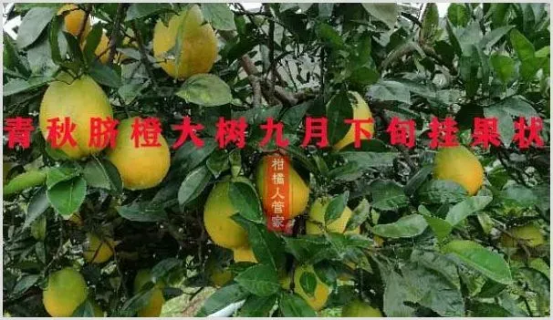 青秋脐橙枝条哪里有卖 | 自然知识