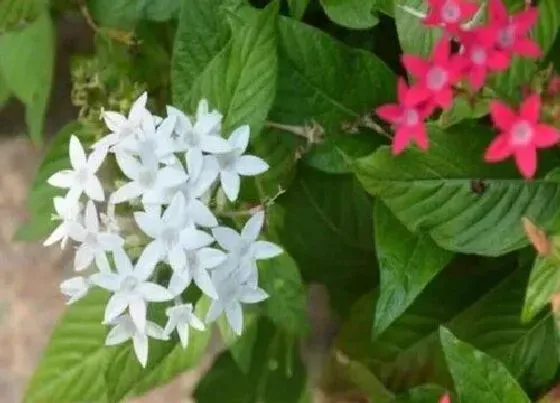 植物百科|繁星花是多年生吗