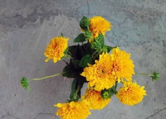 种植管理|清明菊花几月份种植合适