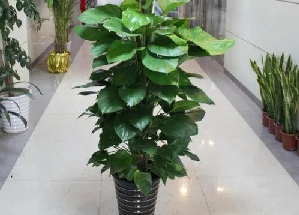 植物浇水|大绿萝多久浇一次水