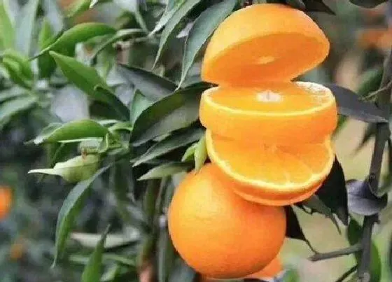 植物产地|果冻橙哪里产的最好吃