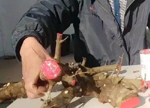 植物扦插|三角枫可以扦插吗